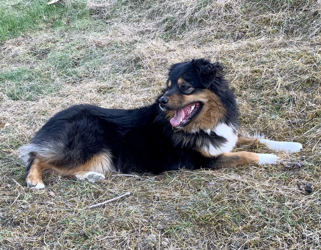 Elevage Du Chemin Des Complices Eleveur De Chiens Berger Belge