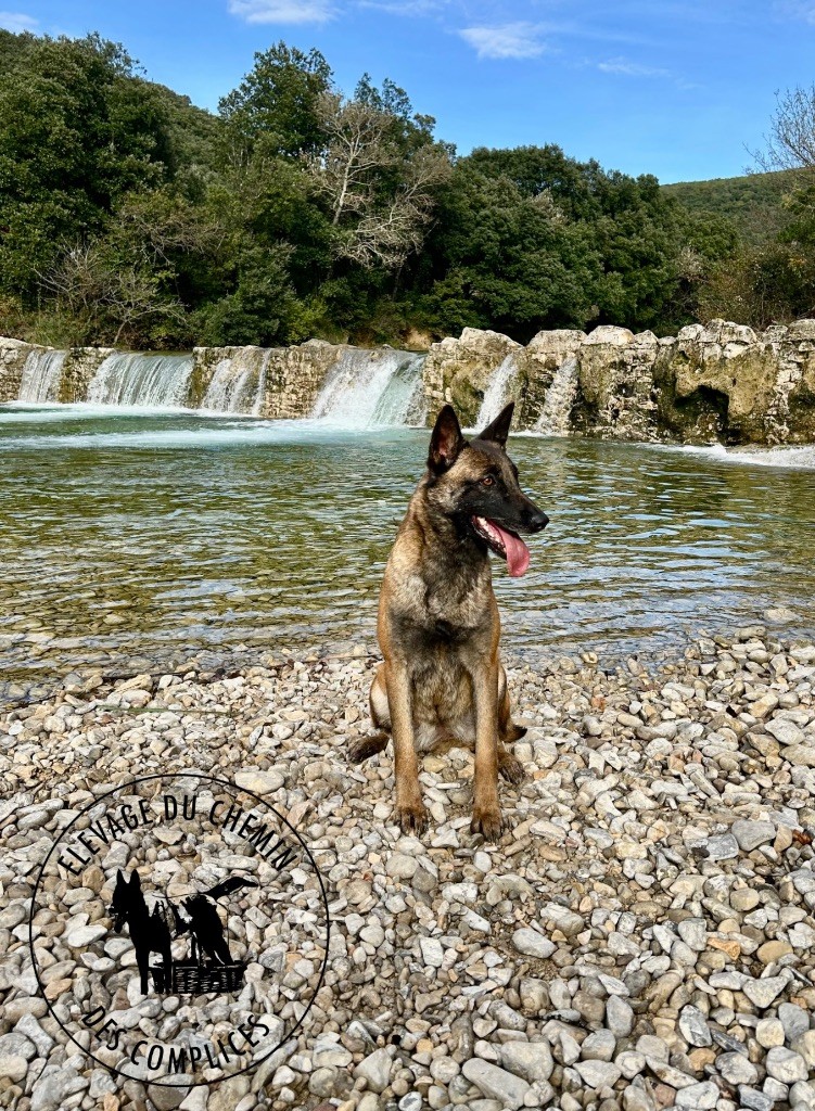 S'rhea Du Domaine De Carjac