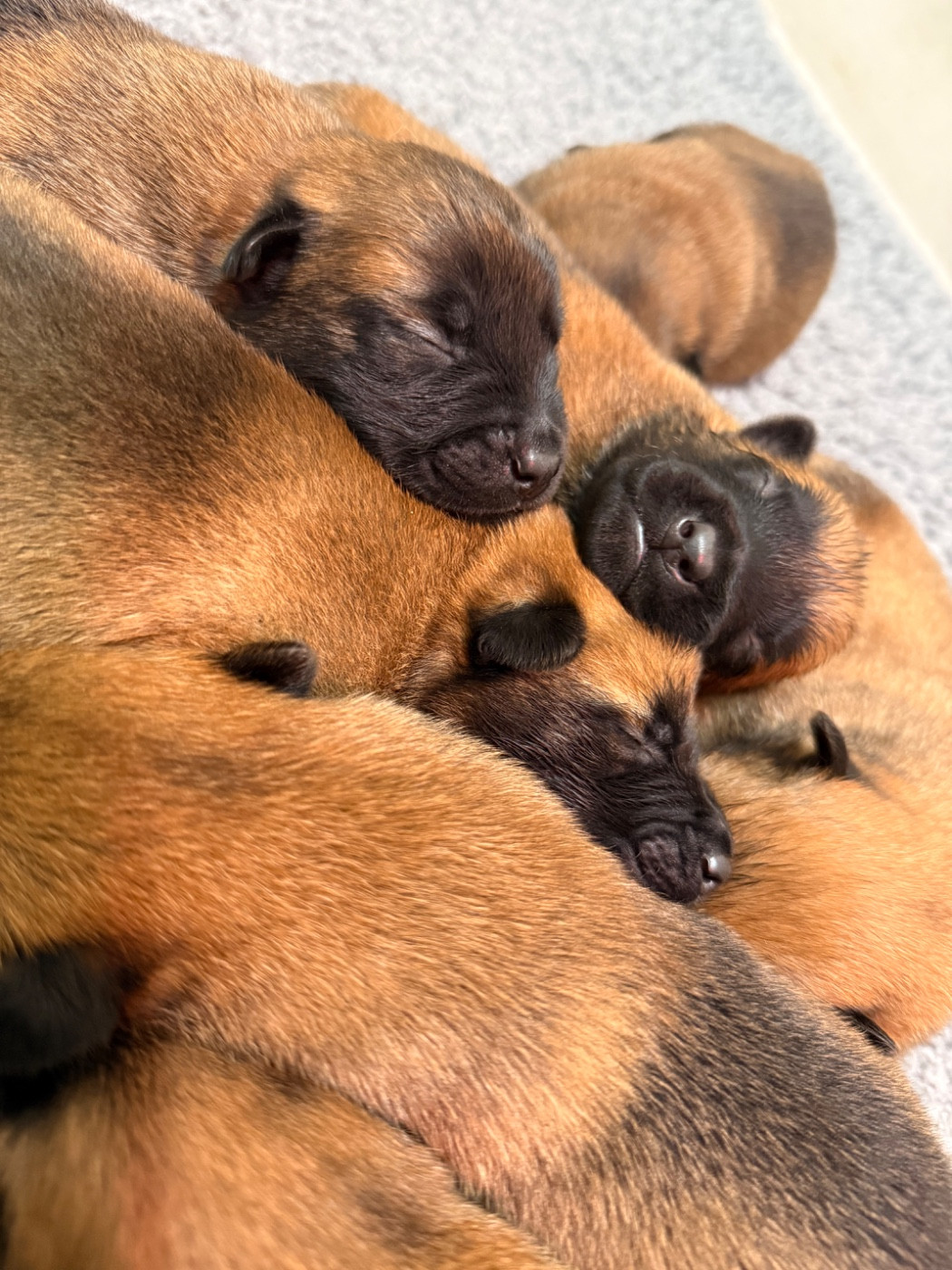 Du Chemin Des Complices - Chiots disponibles - Berger Belge