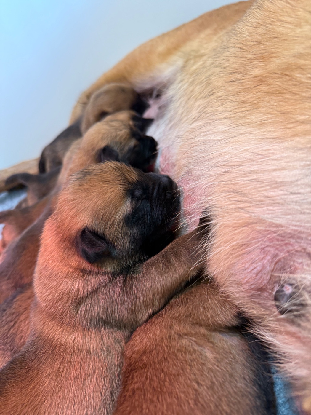 Chiot Berger Belge Du Chemin Des Complices