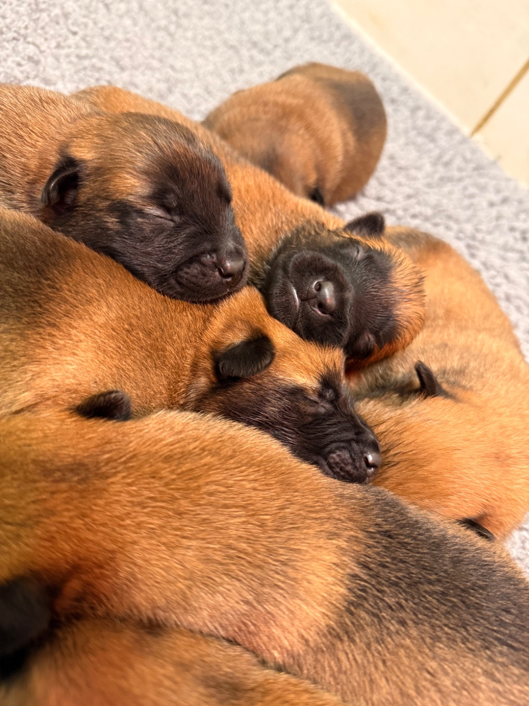 Du Chemin Des Complices - Chiots disponibles - Berger Belge