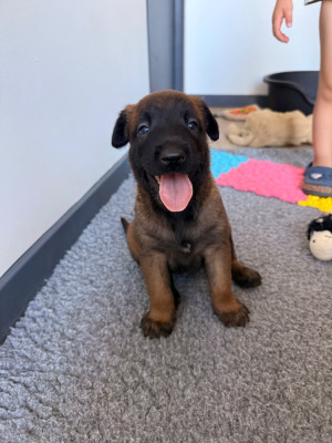 CHIOT 1