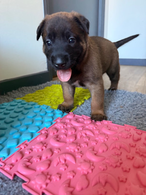 CHIOT 2