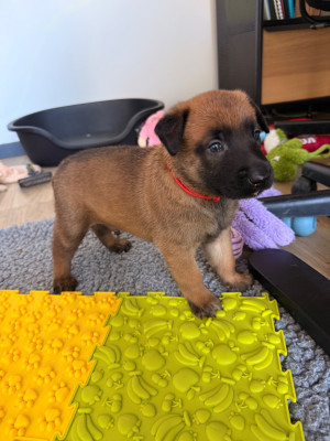 CHIOT 3