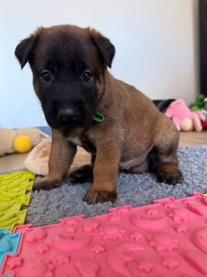CHIOT 4
