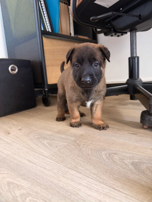 CHIOT 5